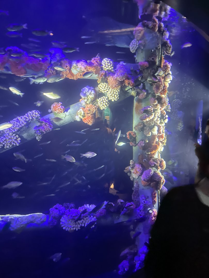 Artificial Reef Exhibit