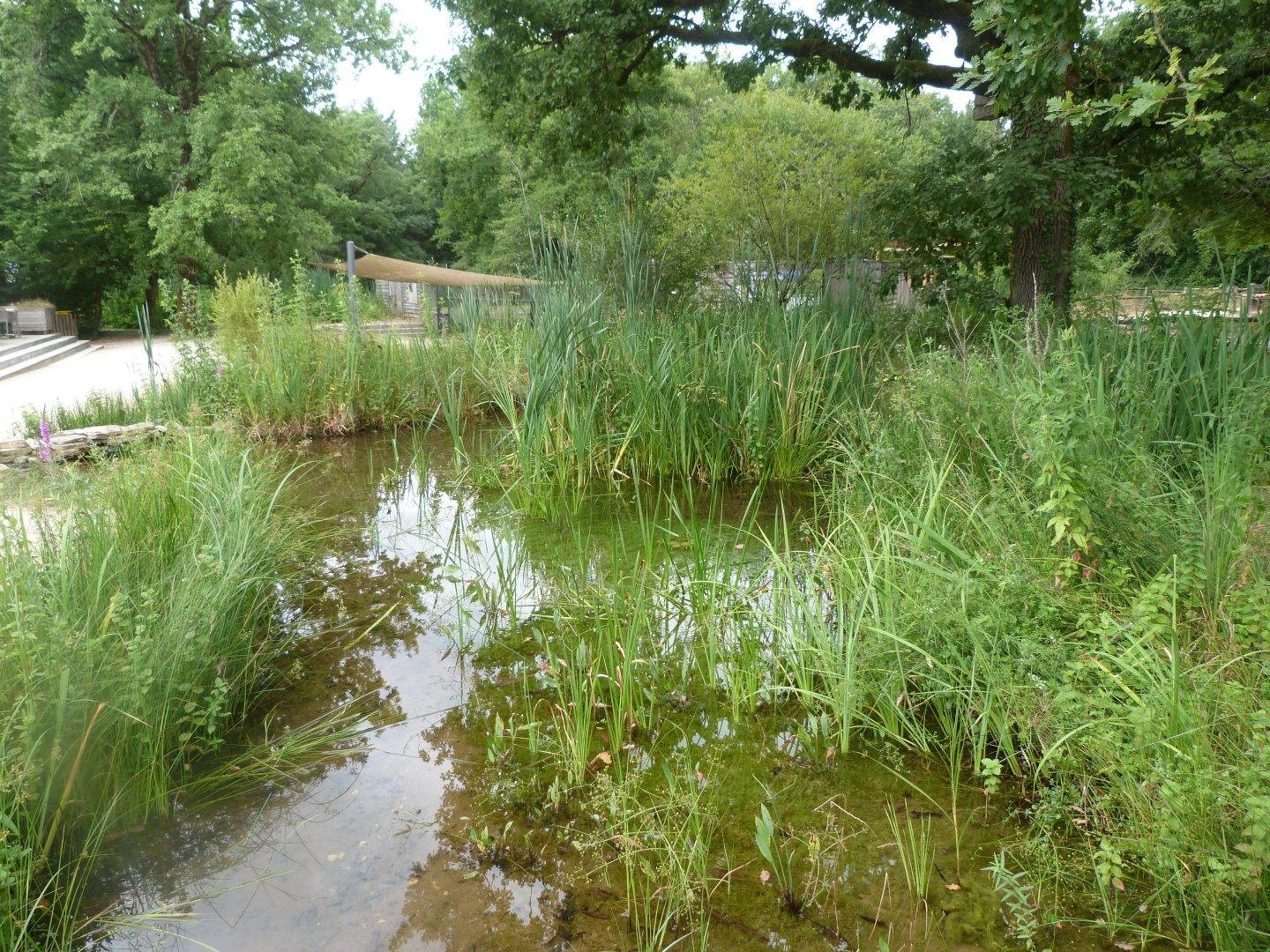 Artificially generated wetland -Zoodyssée (2025)