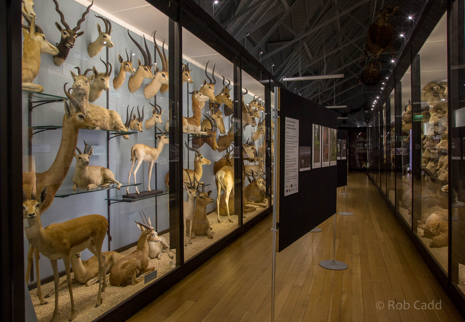 Artiodactyla : NHM at Tring : 23 Oct 2015