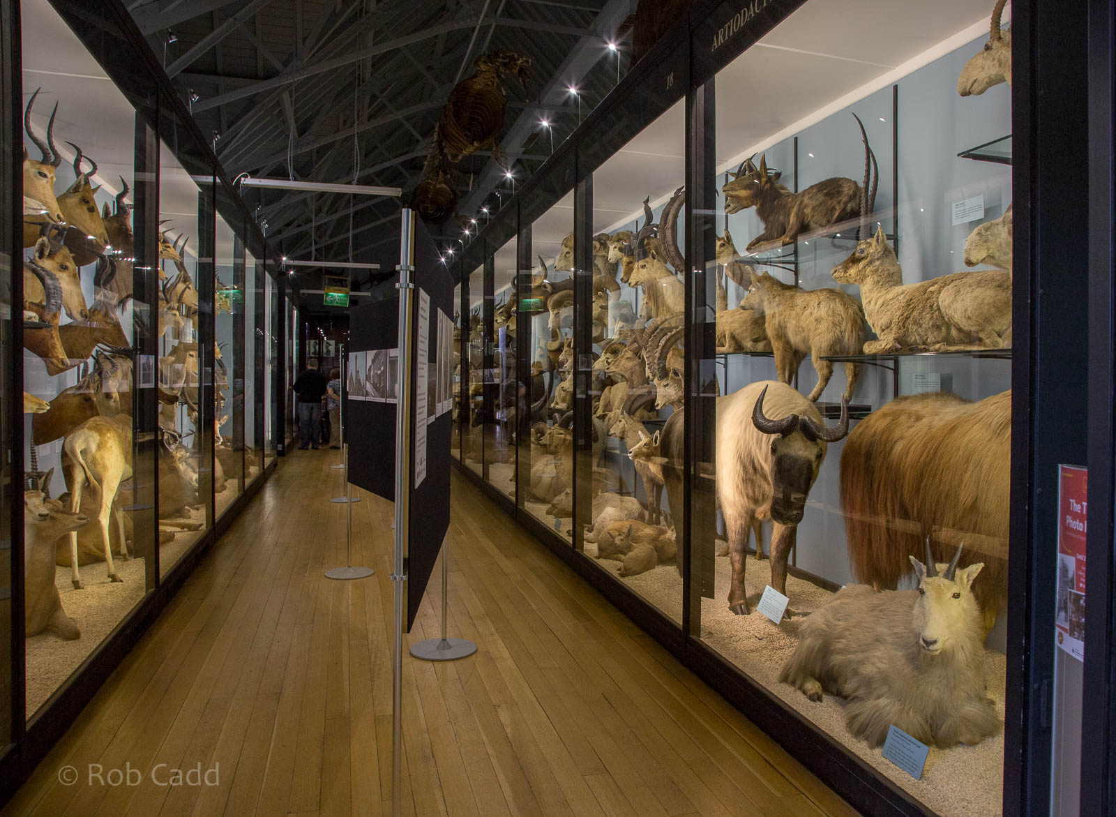 Artiodactyla : NHM at Tring : 23 Oct 2015