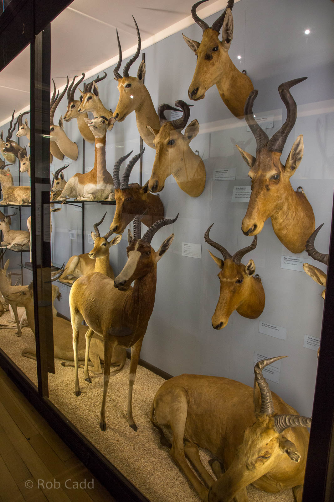 Artiodactyla : NHM at Tring : 23 Oct 2015