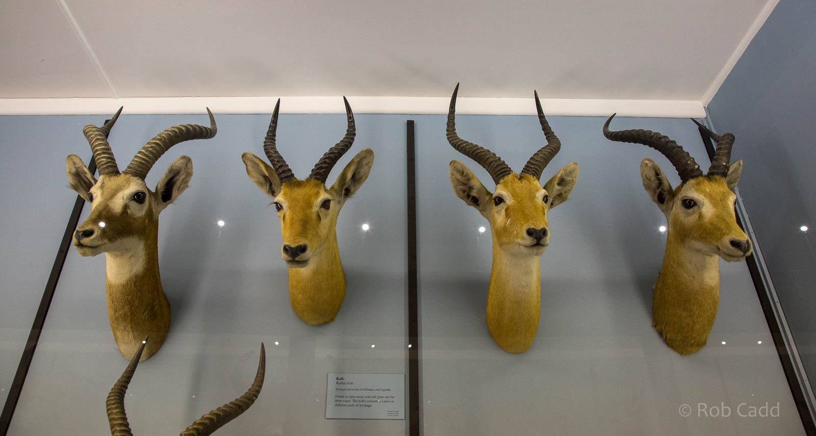 Artiodactyla : NHM at Tring : 23 Oct 2015