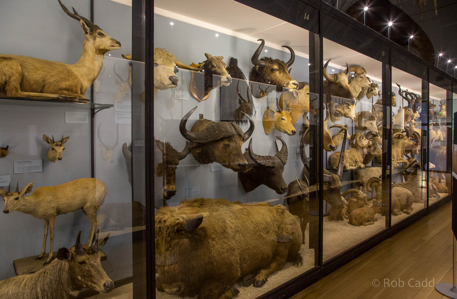 Artiodactyla : NHM at Tring : 23 Oct 2015