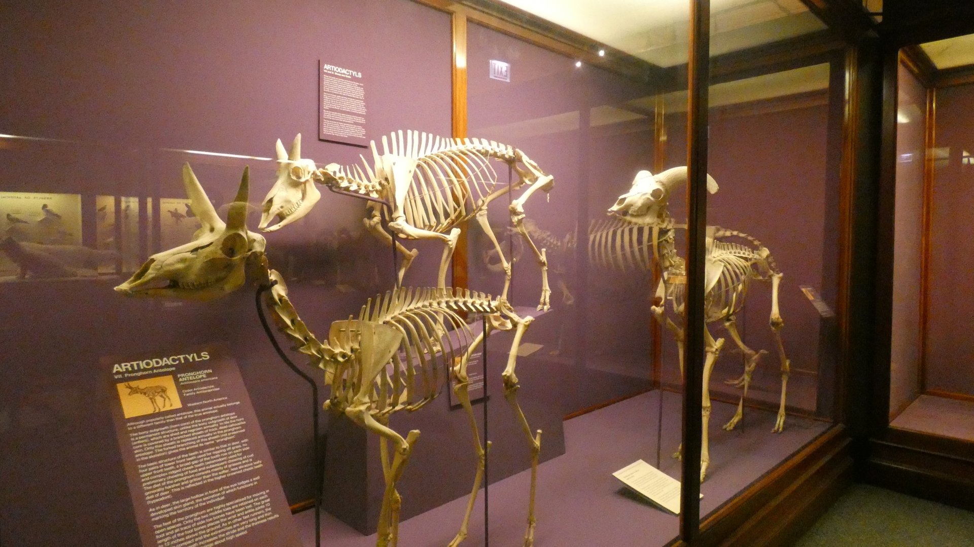 Artiodactyla Skeletal Display, What is an Animal - Feb. 2022