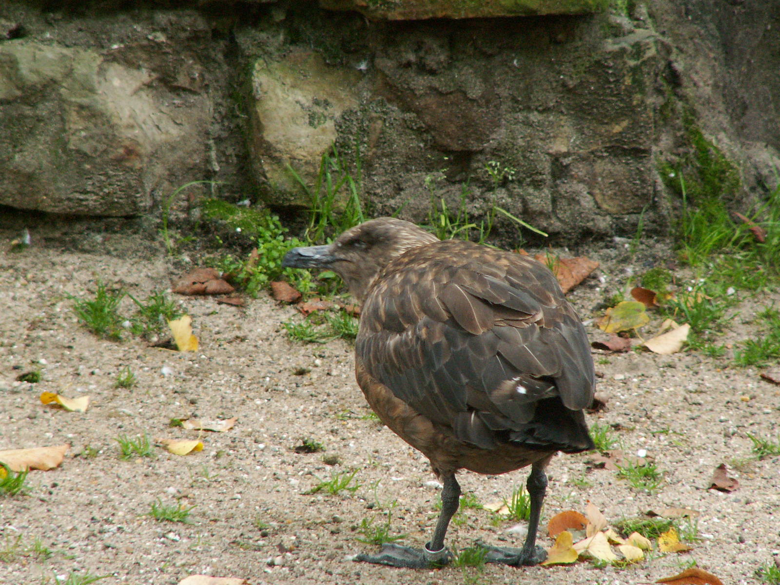 Artis 2005: Greater skua