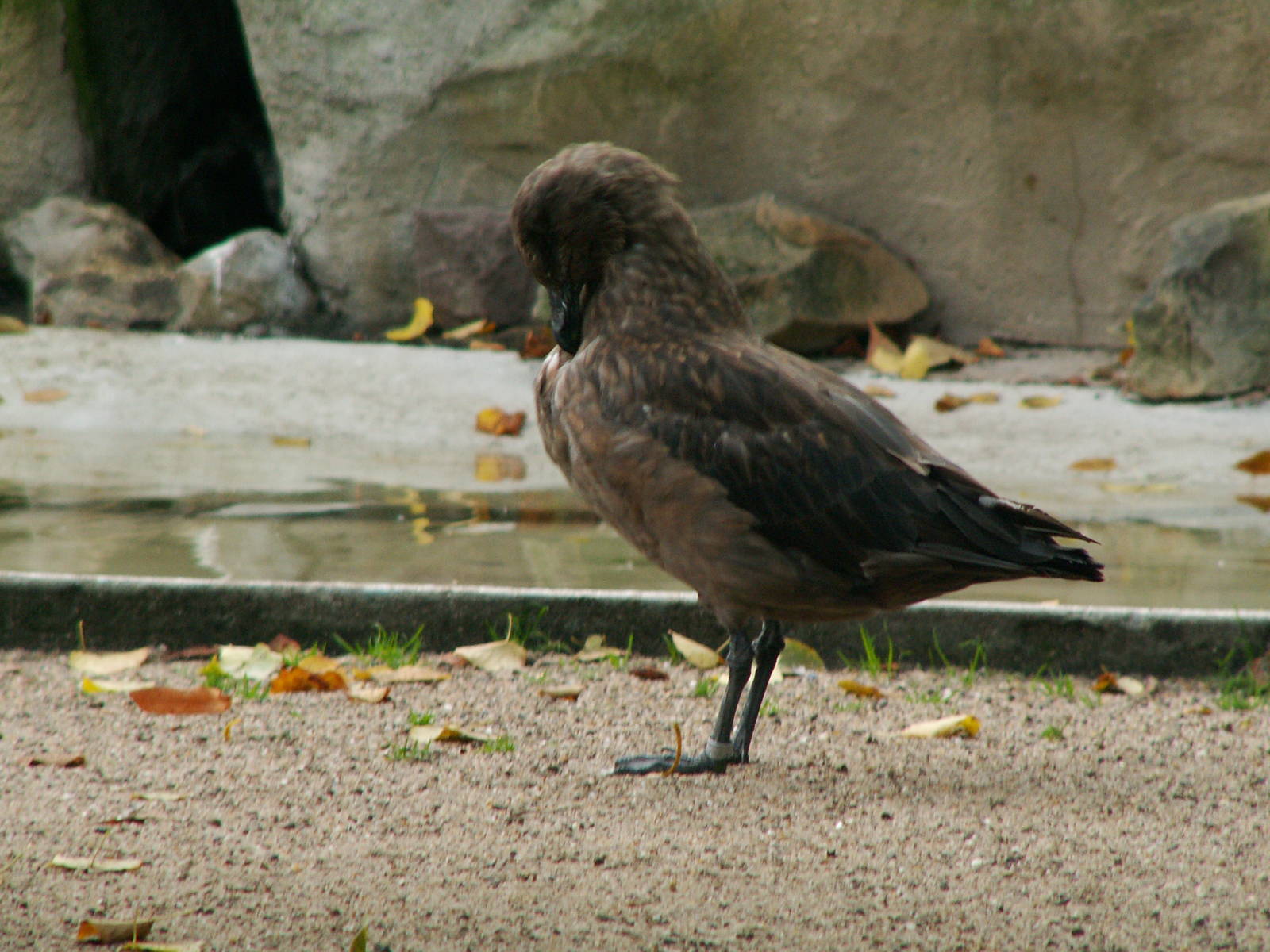 Artis 2005: Greater skua