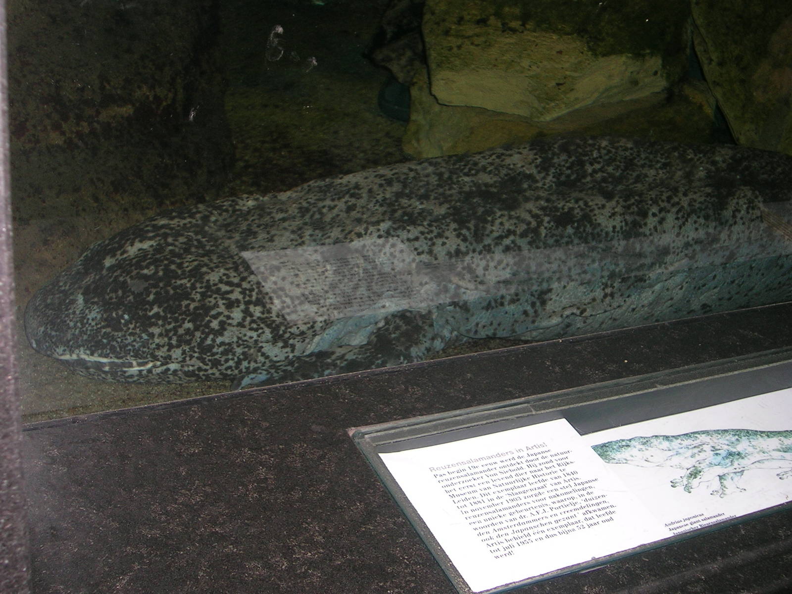 Artis 2005; Japanese giant salamander