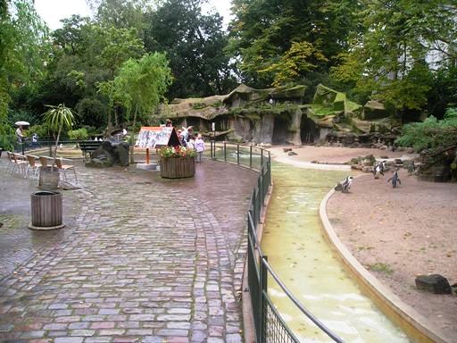 Artis / Amsterdam Penguins