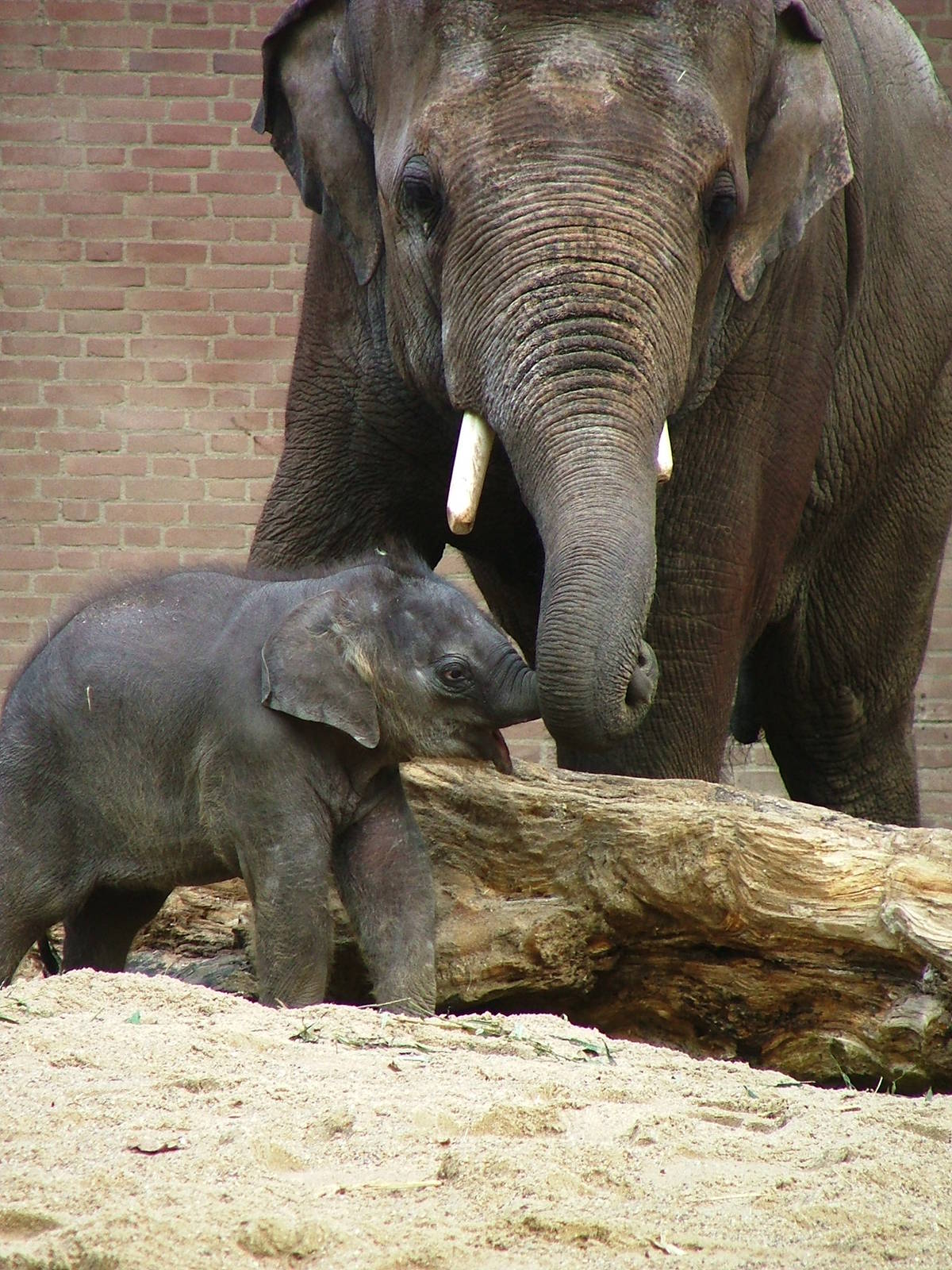 Artis (Amsterdam Zoo)