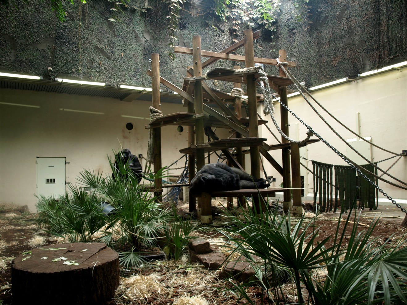 Artis - Gorilla indoor exhibit