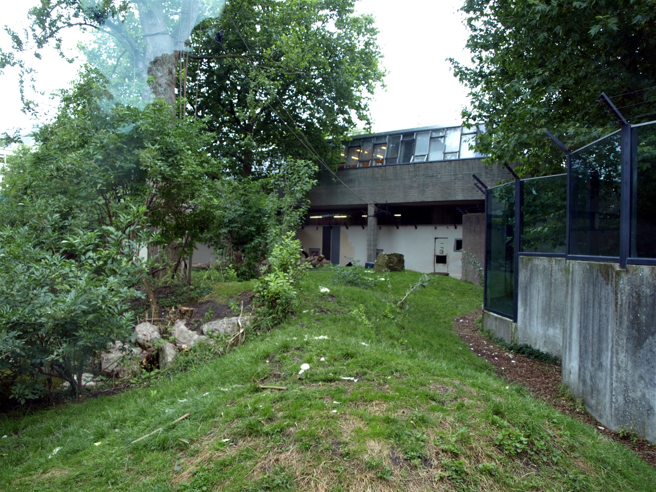 Artis - Gorilla outdoor exhibit