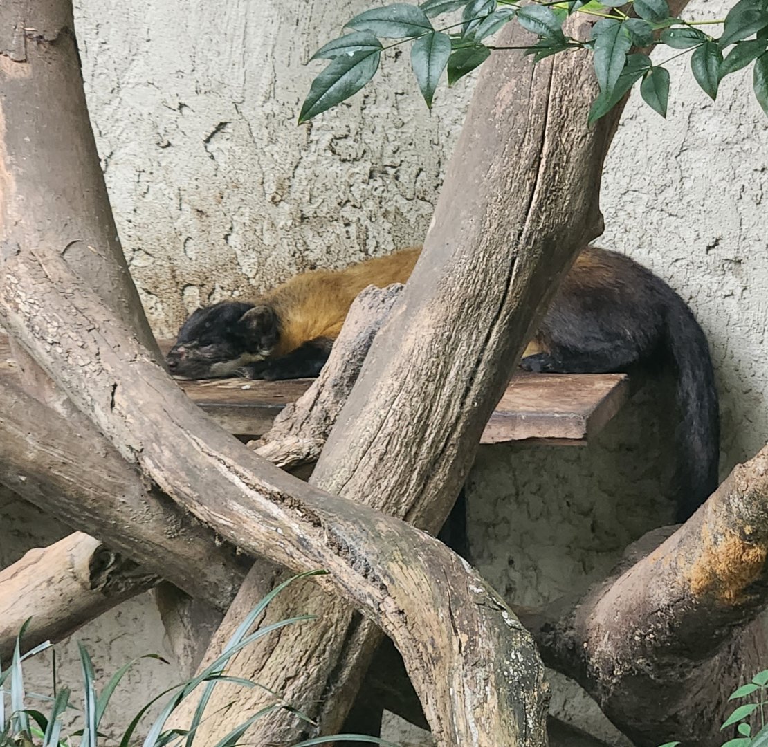 Artis Royal - Yellow-throated Marten