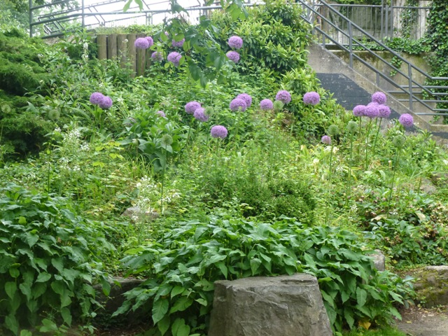Artis Royal Zoo 27.6.13