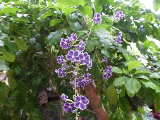 Artis Royal Zoo 27.6.13