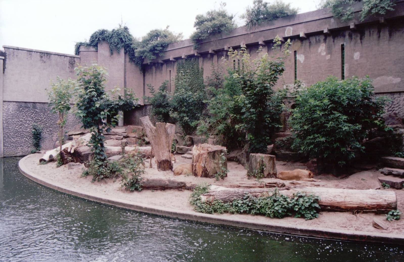 Artis Zoo 1999 - African Lion exhibit