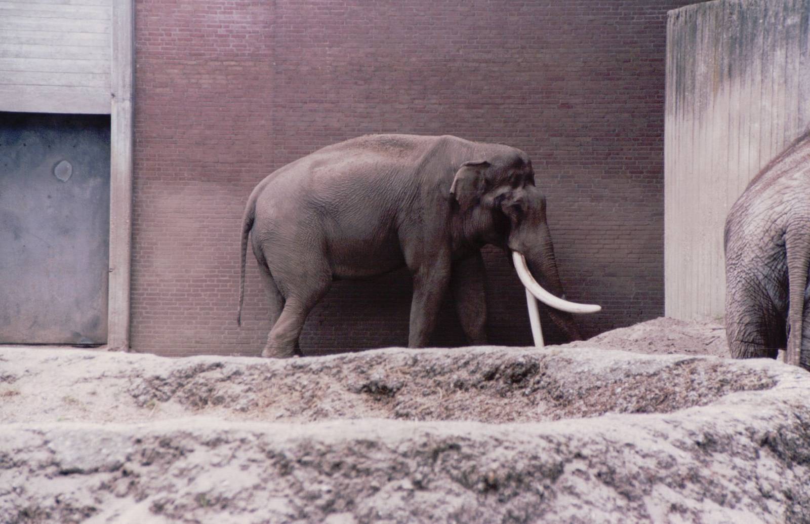 Artis Zoo 1999 - Asiatic Elephant Bull with enormous tusks