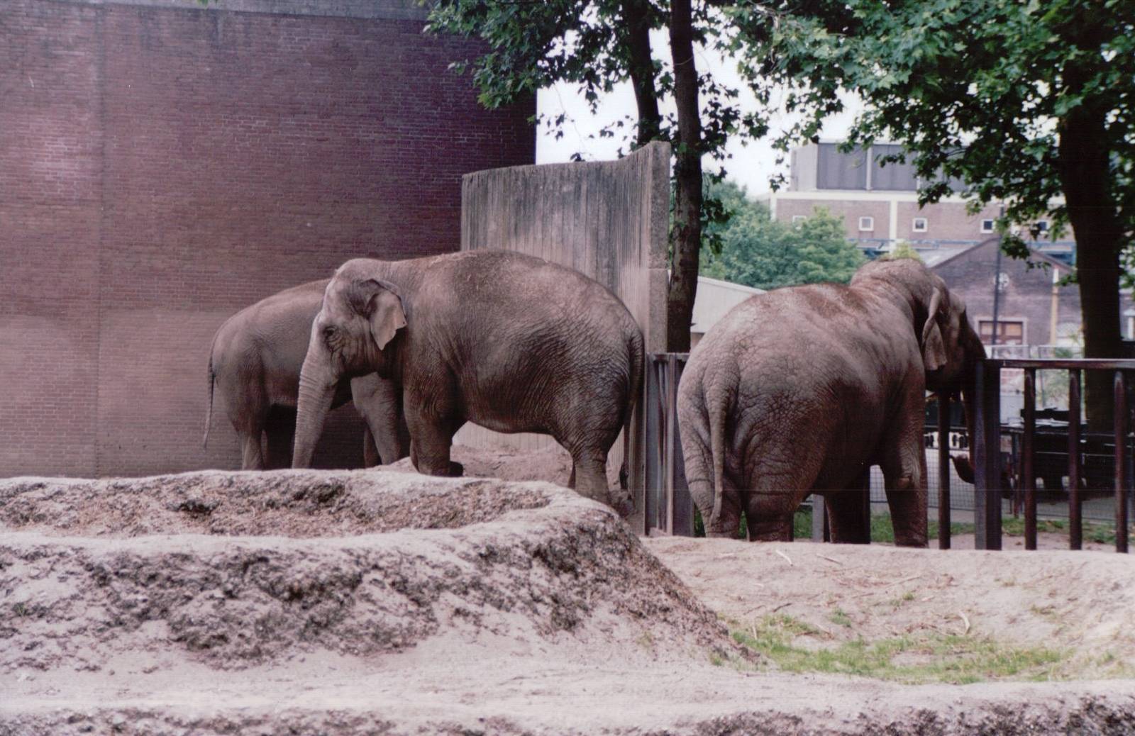 Artis Zoo 1999 - Asiatic Elephant cows