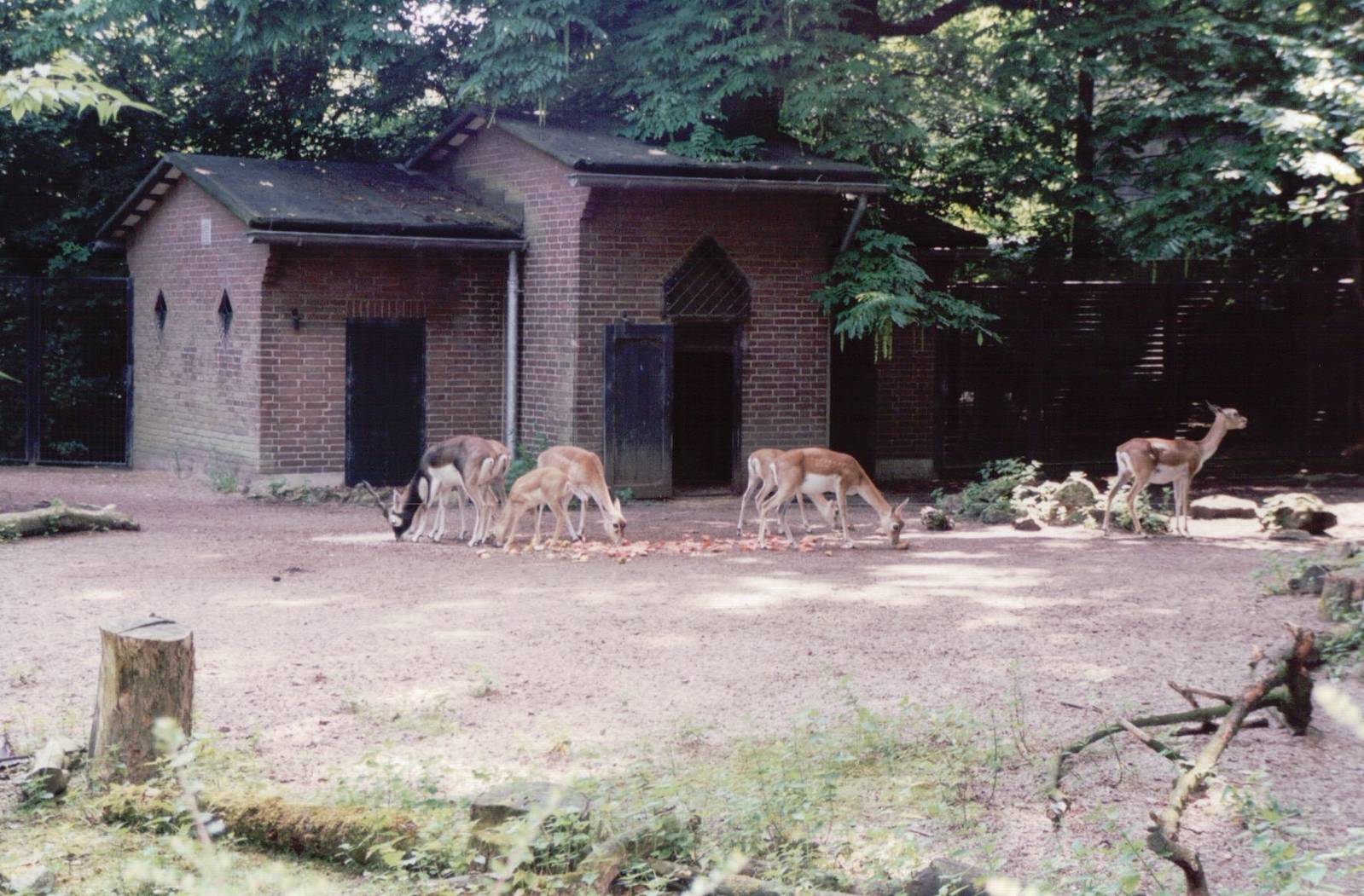 Artis Zoo 1999 - Blackbuck exhibit