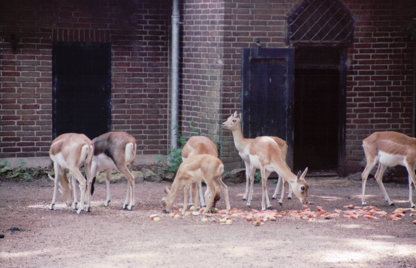 Artis Zoo 1999 - Blackbuck