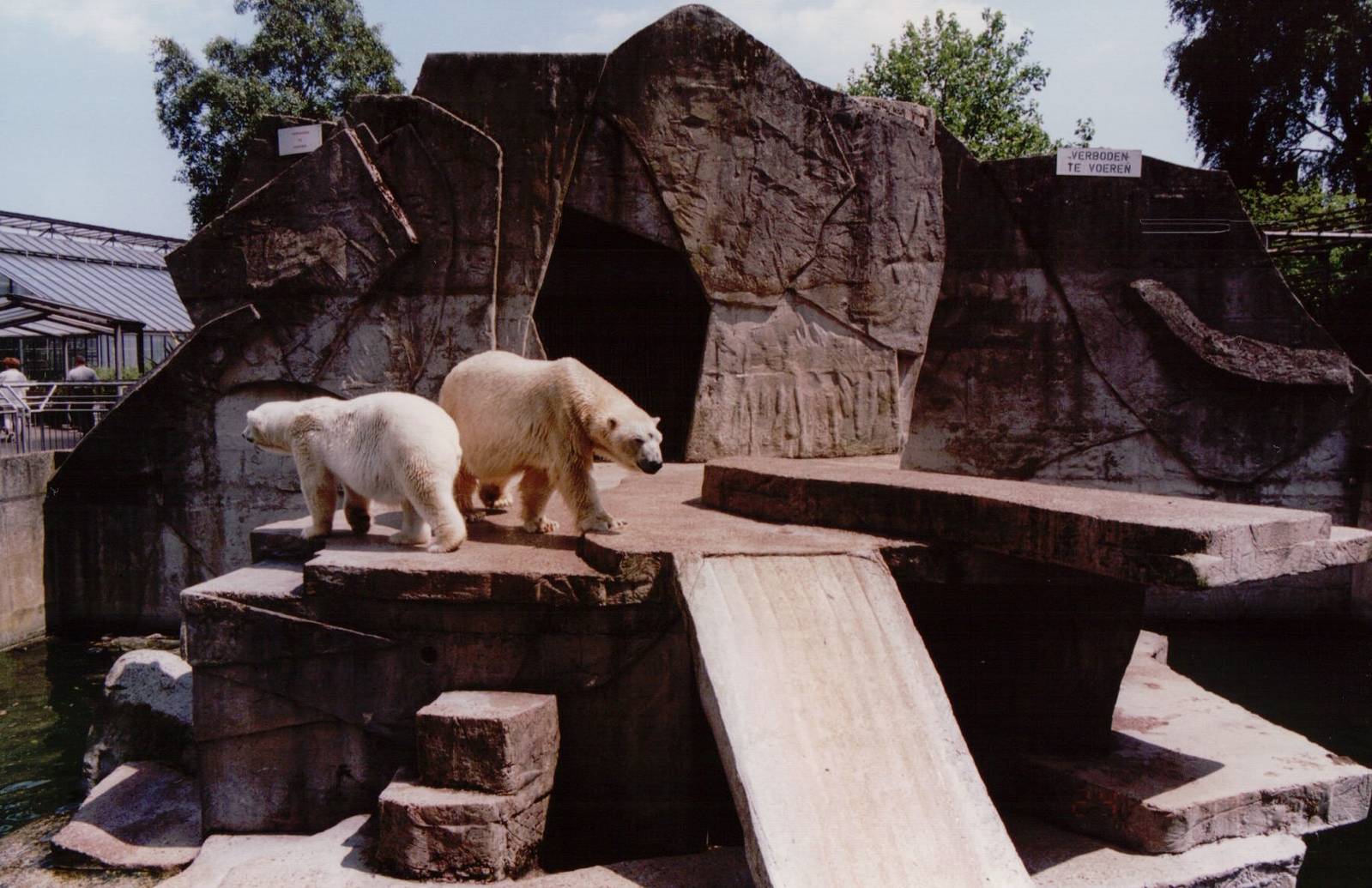 Artis Zoo 1999 - Both Polar Bears
