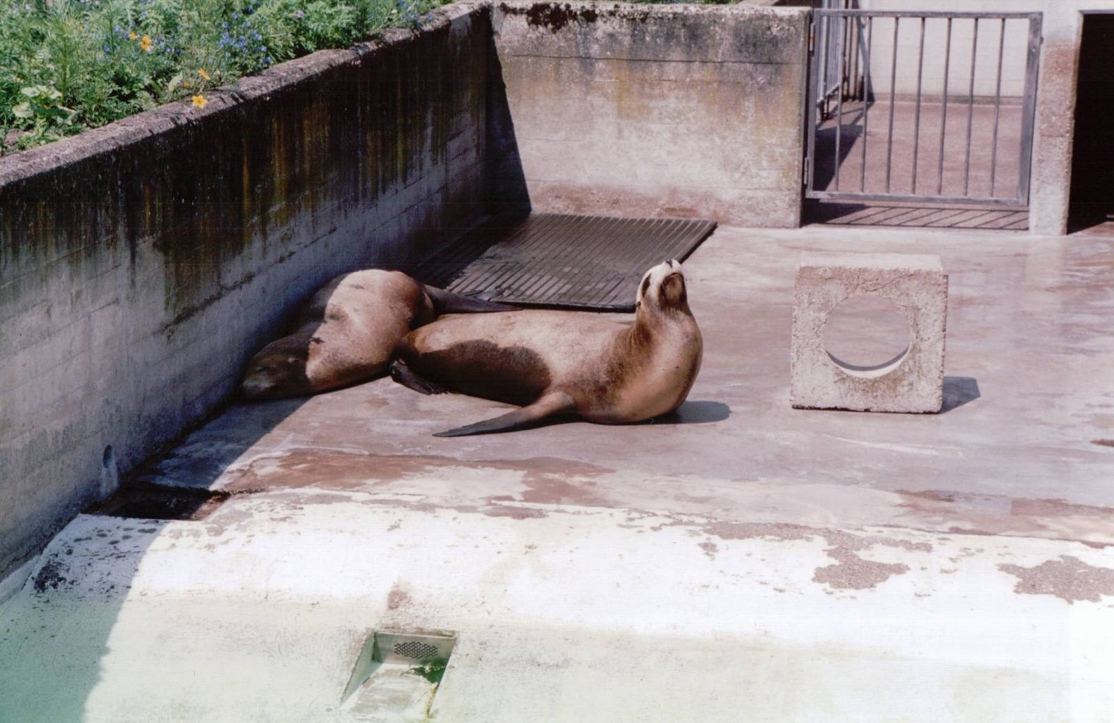 Artis Zoo 1999 - California Sea Lions