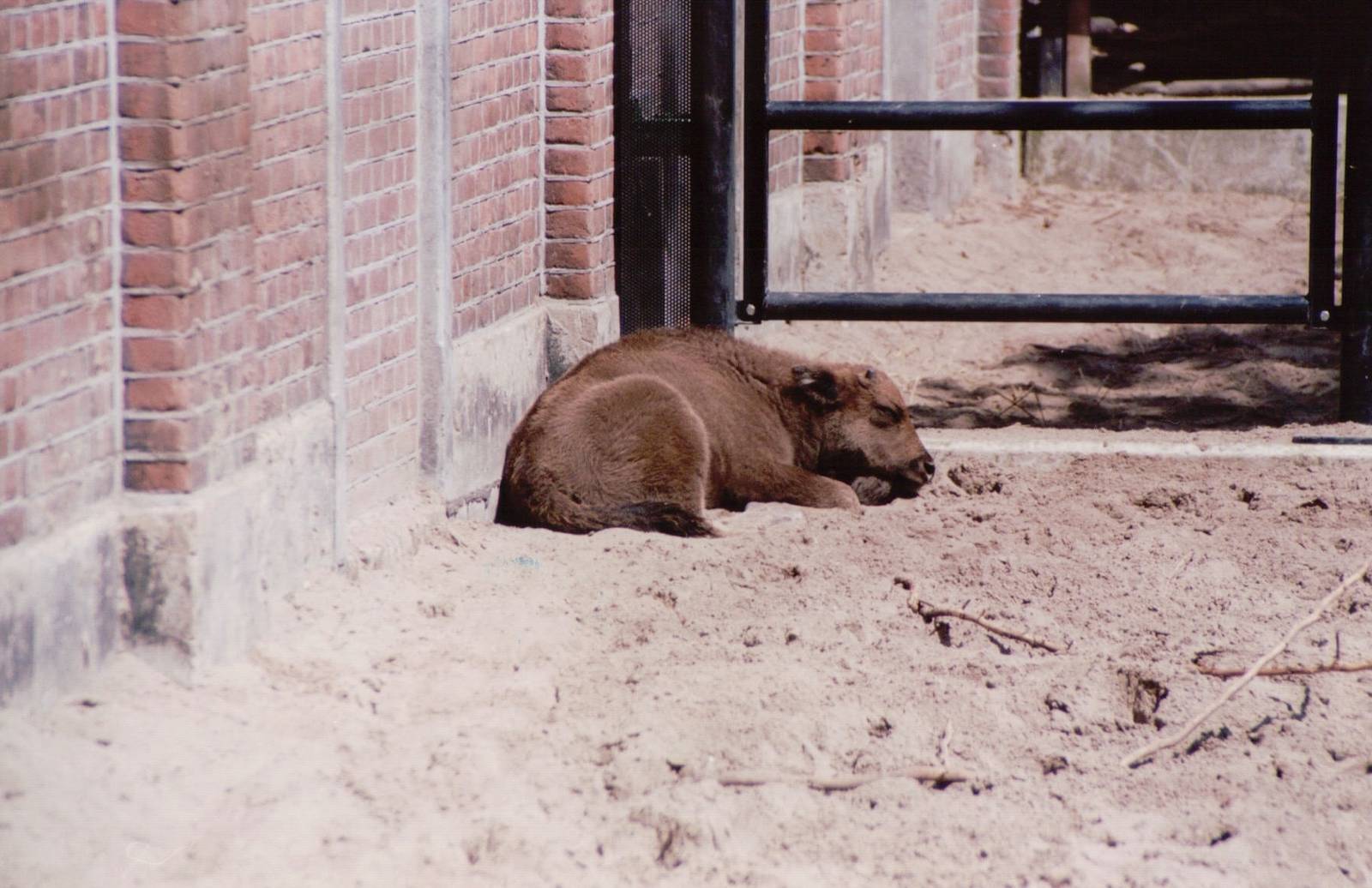 Artis Zoo 1999 - European Bison calf
