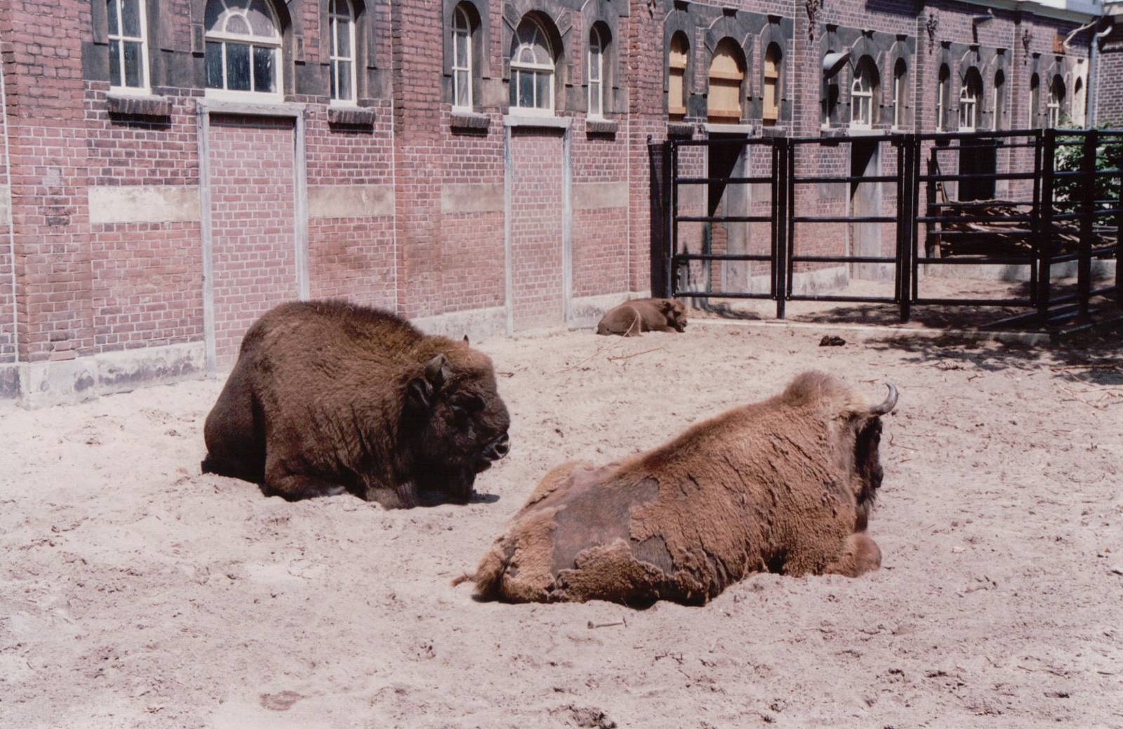 Artis Zoo 1999 - European Bison