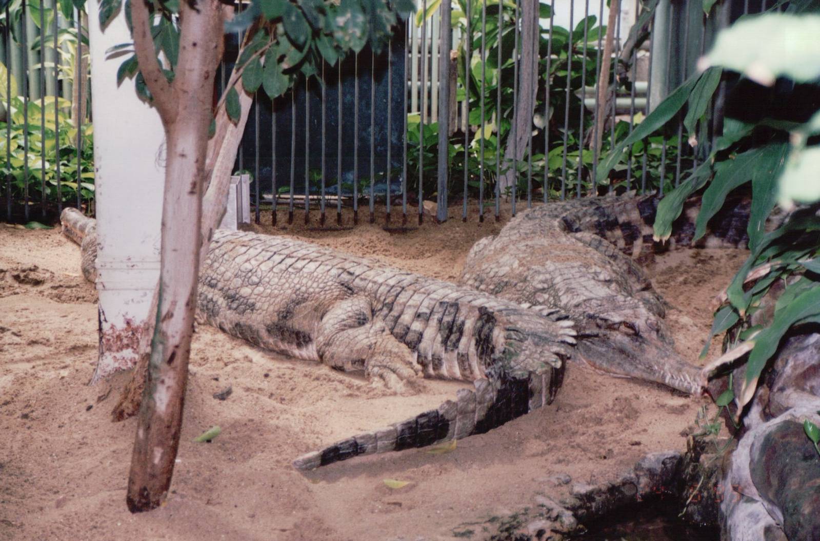 Artis Zoo 1999 - False Gharial