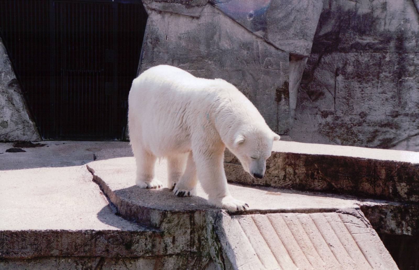 Artis Zoo 1999 - Female Polar Bear