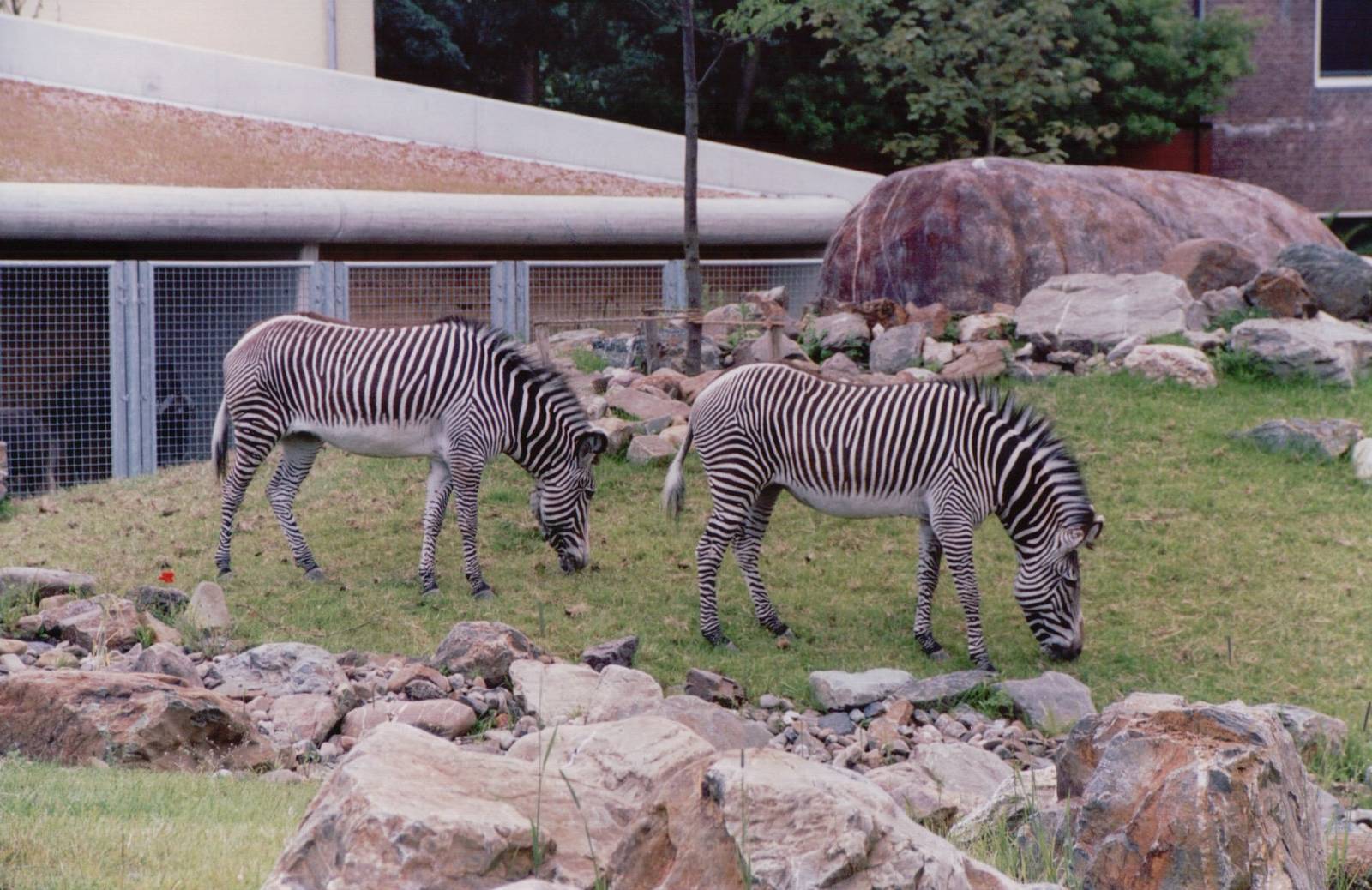 Artis Zoo 1999 - Grevy Zebras