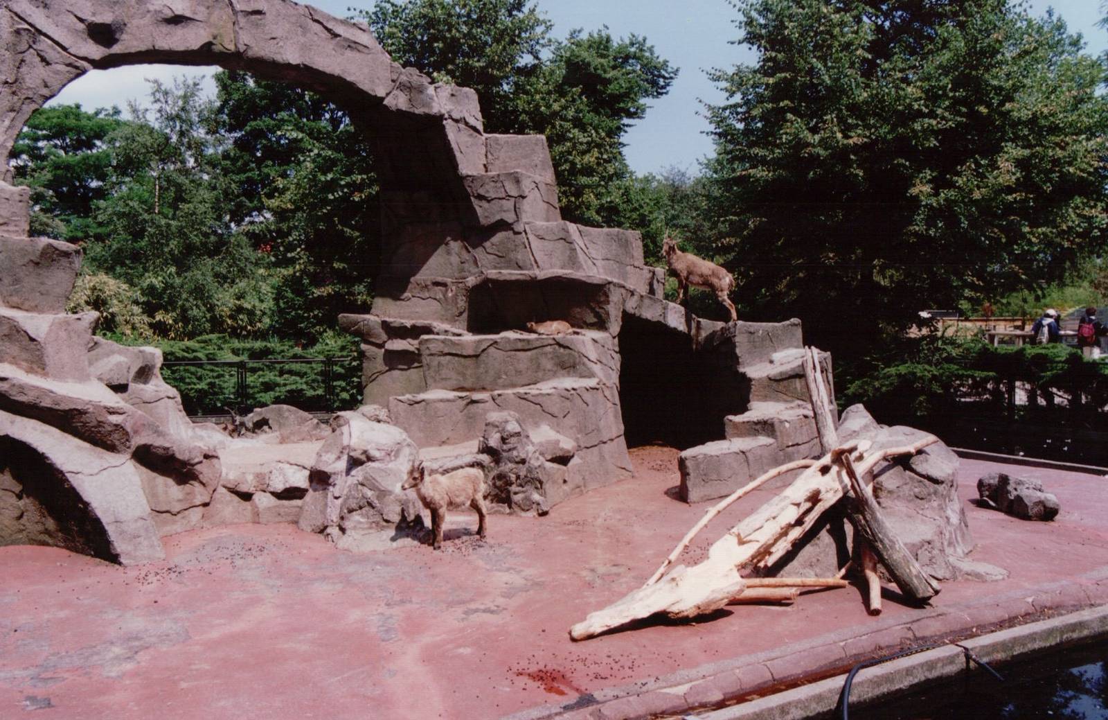 Artis Zoo 1999 - Ibex rock