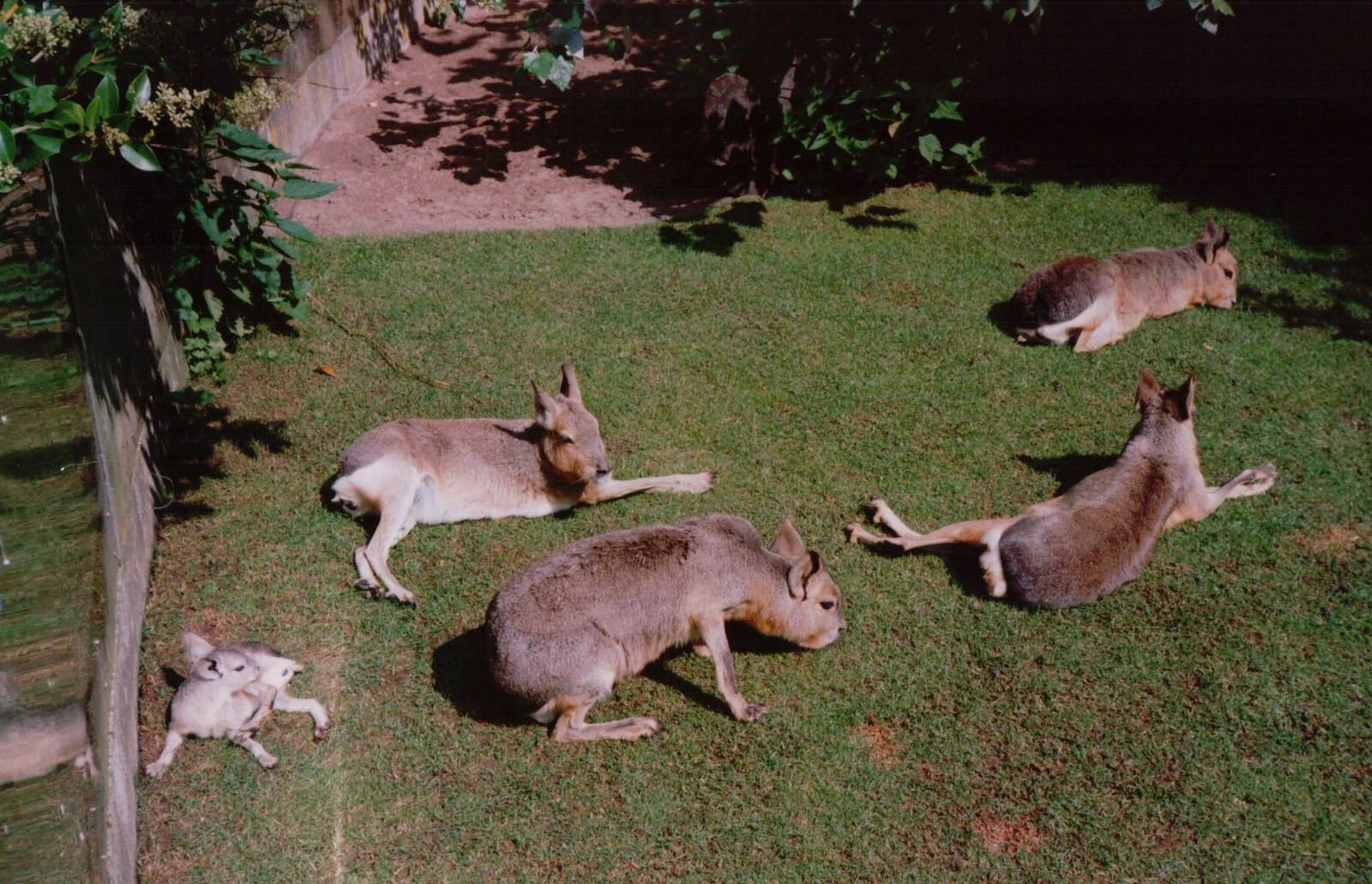 Artis Zoo 1999 - Maras