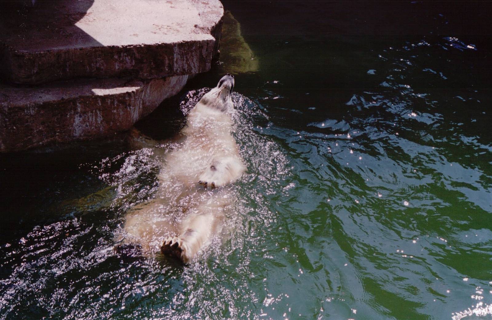 Artis Zoo 1999 - Polar Bear swimming backwards