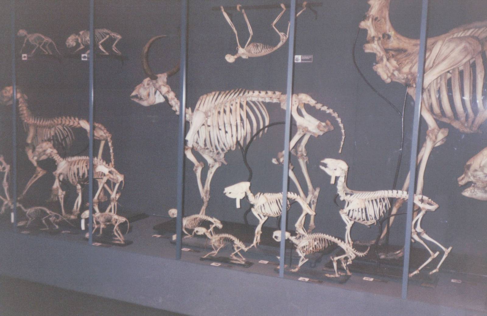 Artis Zoo 1999 - Scene from the Zoology Museum in Artis