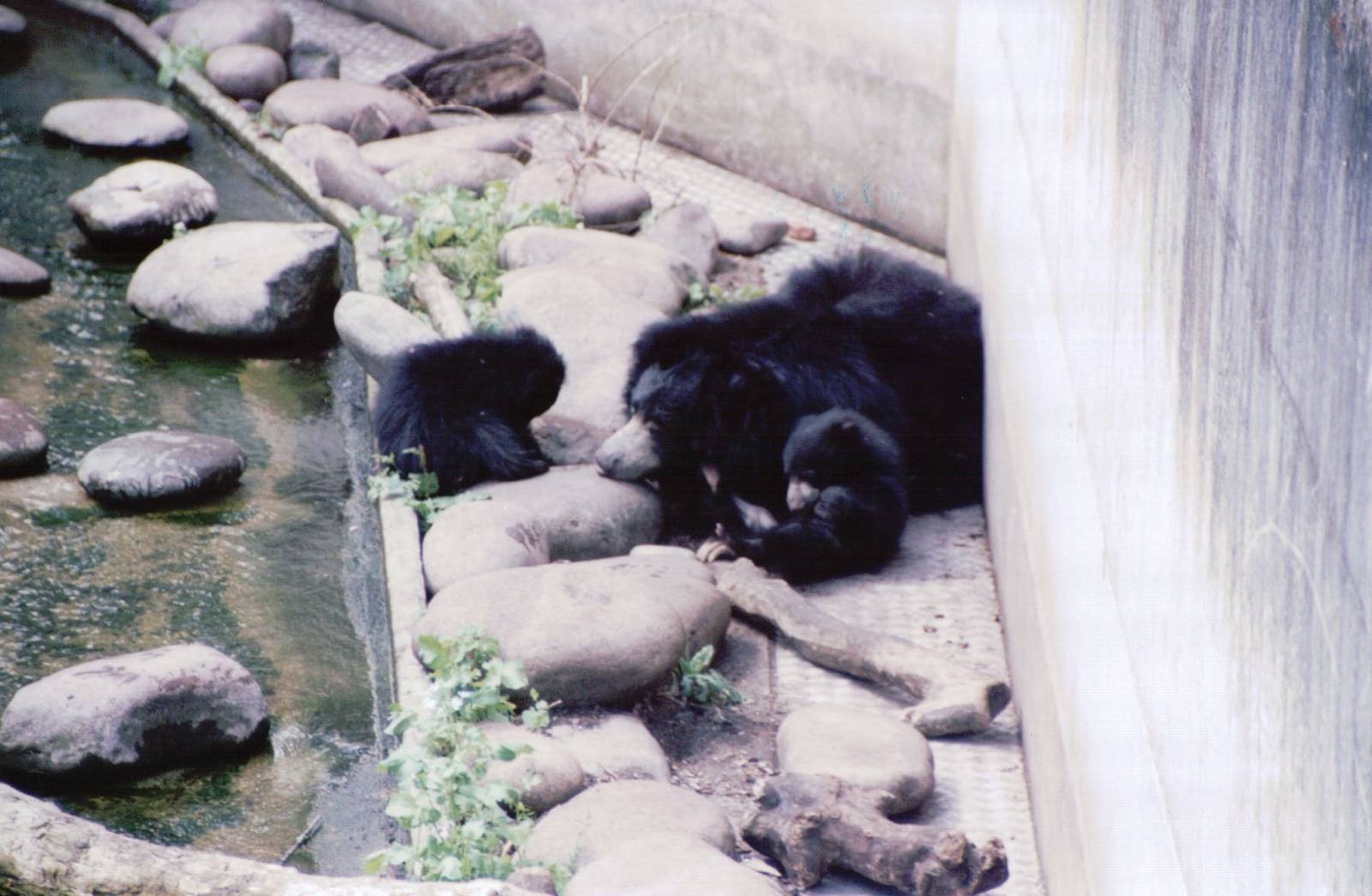 Artis Zoo 1999 - Sloth Bear with two cubs