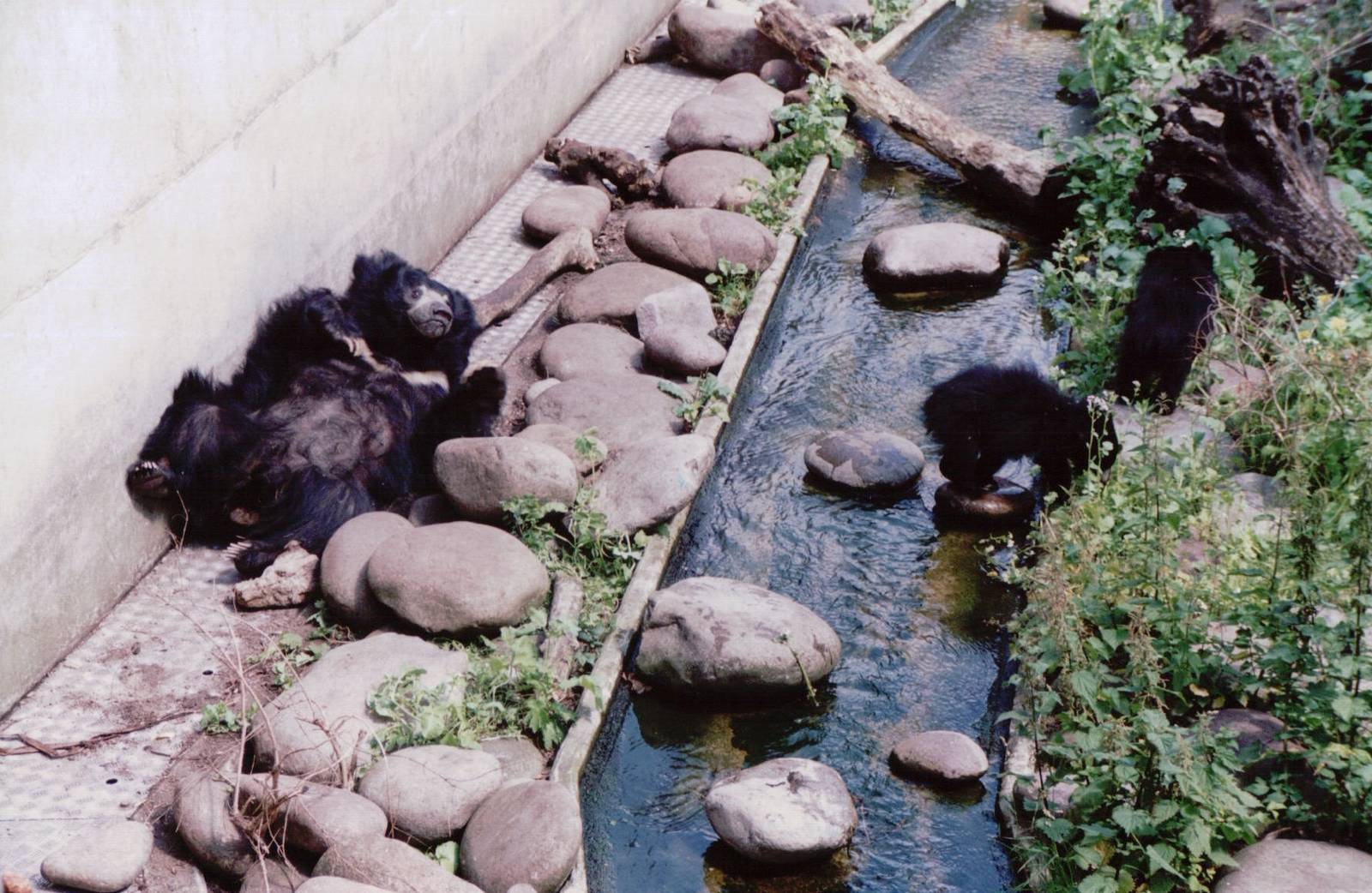 Artis Zoo 1999 - Sloth Bear with two cubs