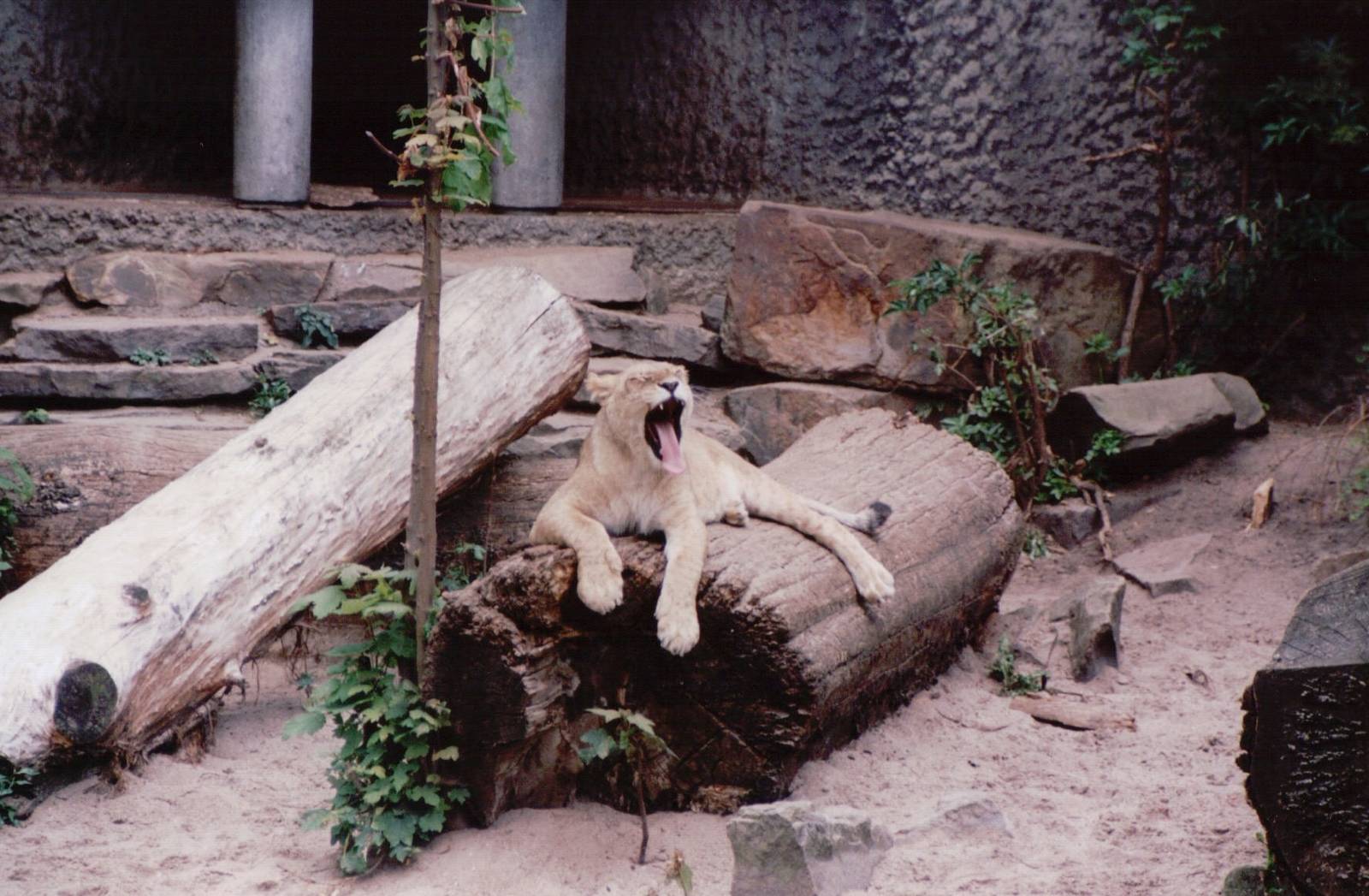 Artis Zoo 1999 - Young African lion