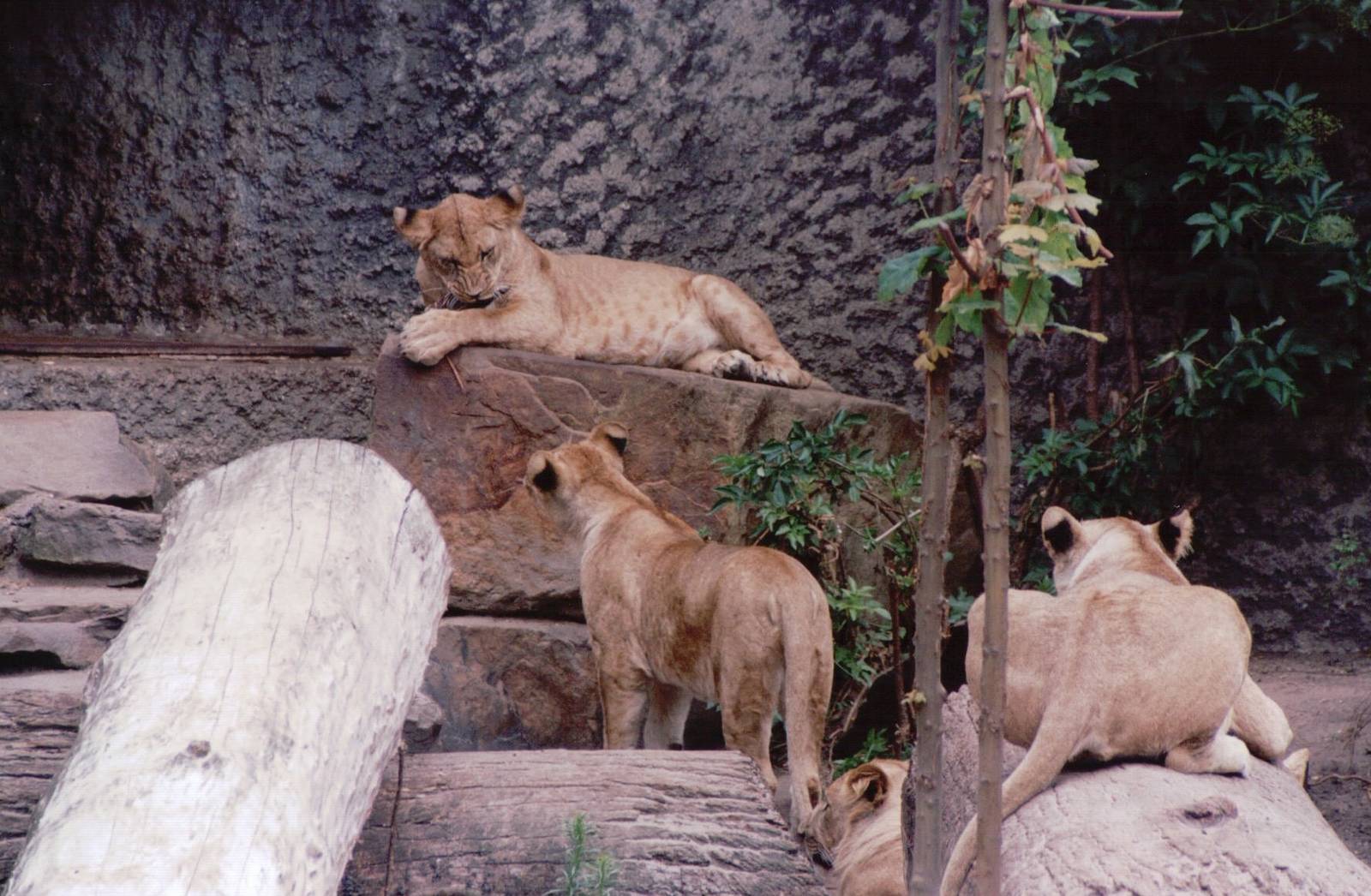 Artis Zoo 1999 - Young African lions
