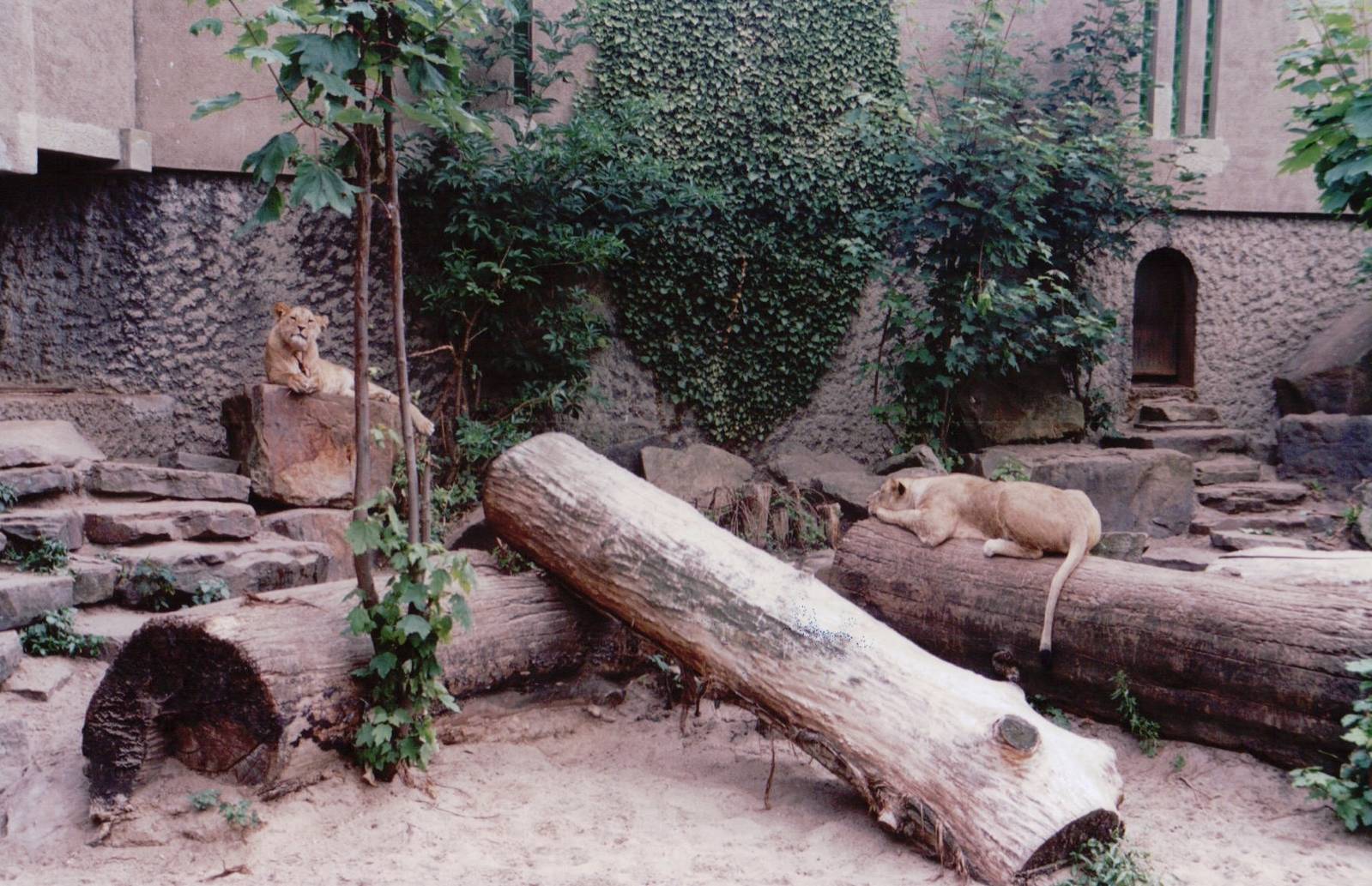 Artis Zoo 1999 - Young African lions