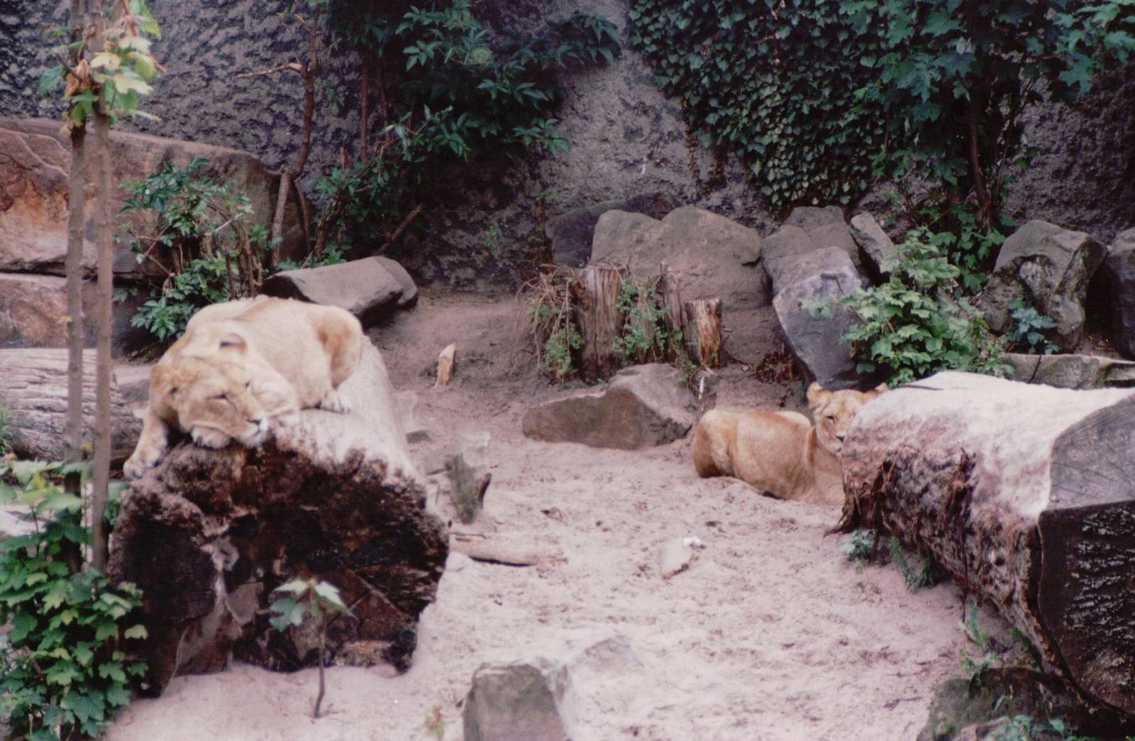 Artis Zoo 1999 - Young African lions