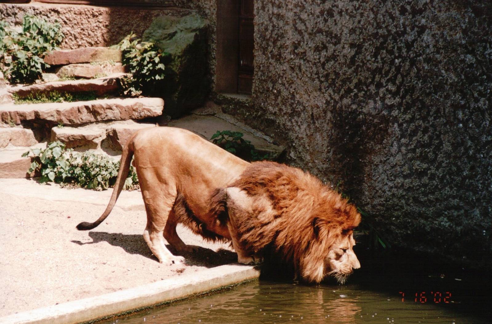 Artis Zoo 2002 - African Lion male
