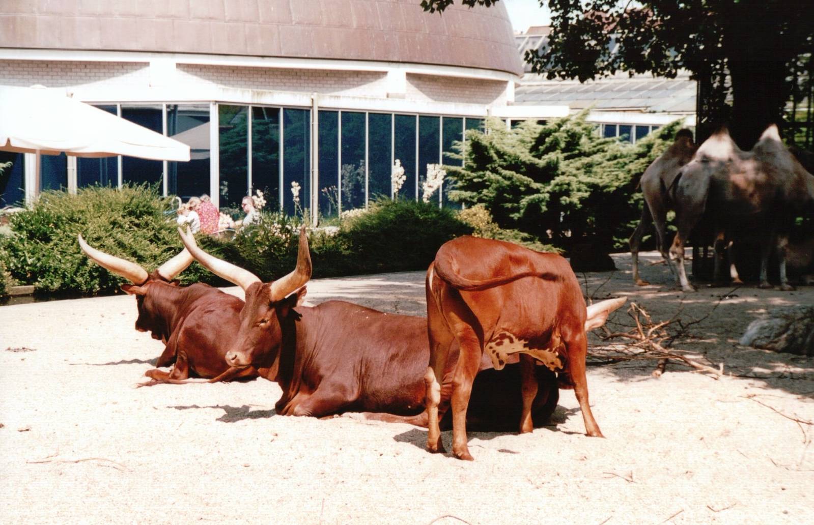 Artis Zoo 2002 - Ankole Cattle