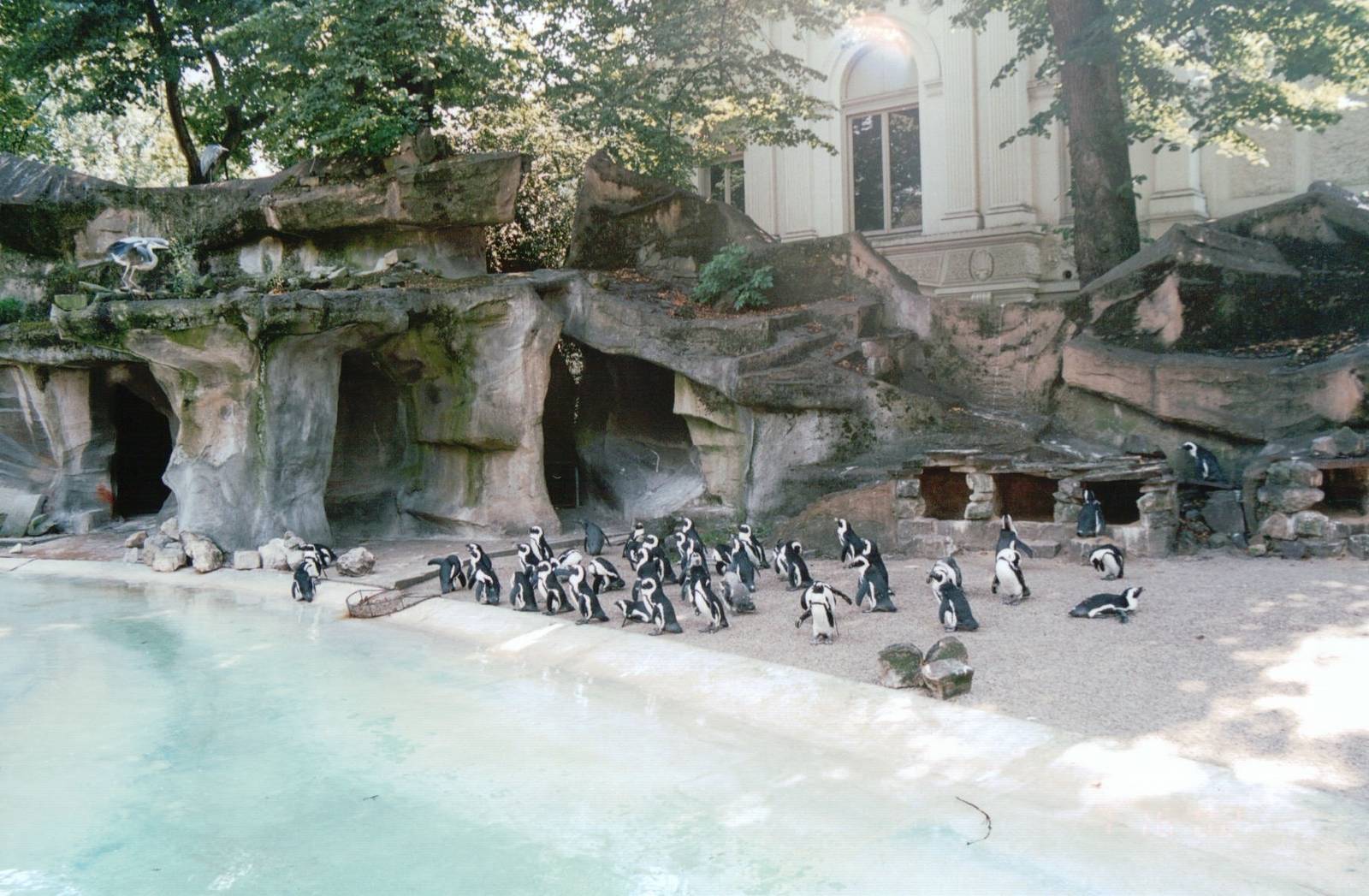 Artis Zoo 2002 - Part of the large Jackass Penguin exhibit