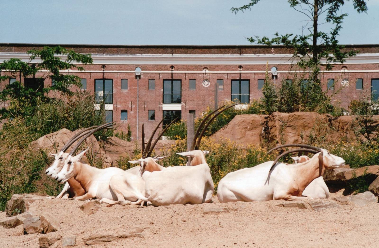 Artis Zoo 2002 - Scimitar-Horned Oryx