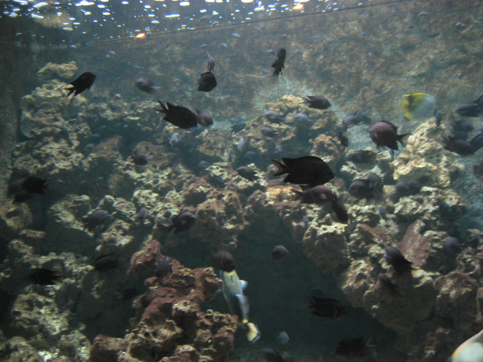 Artis Zoo - Aquarium