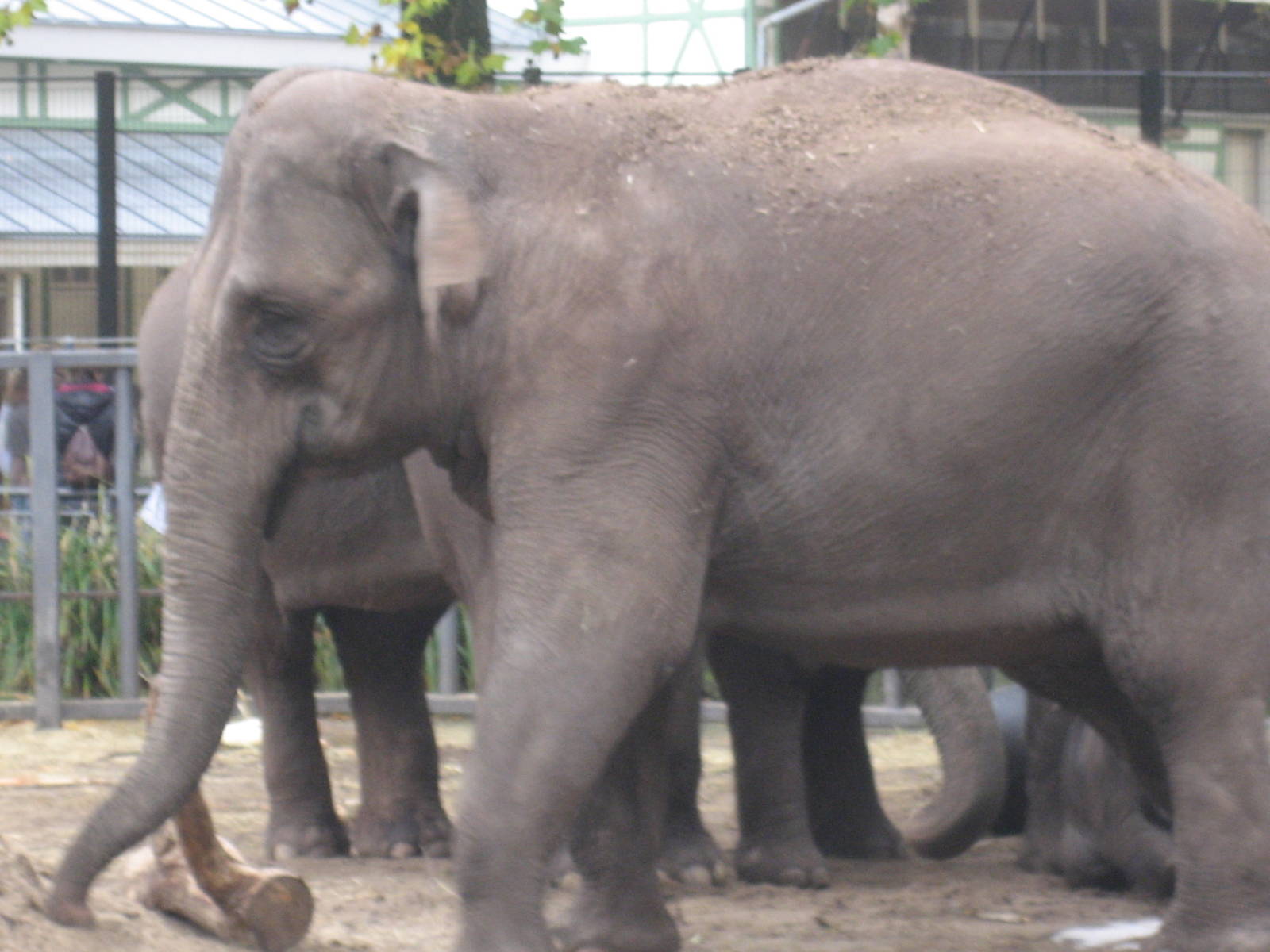 Artis Zoo - Asian elephant