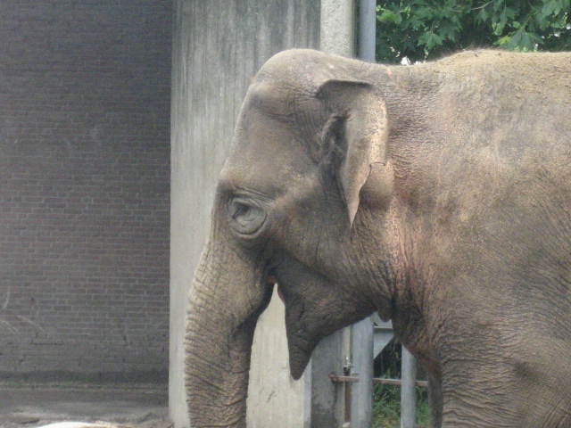 Artis Zoo - Asian elephant