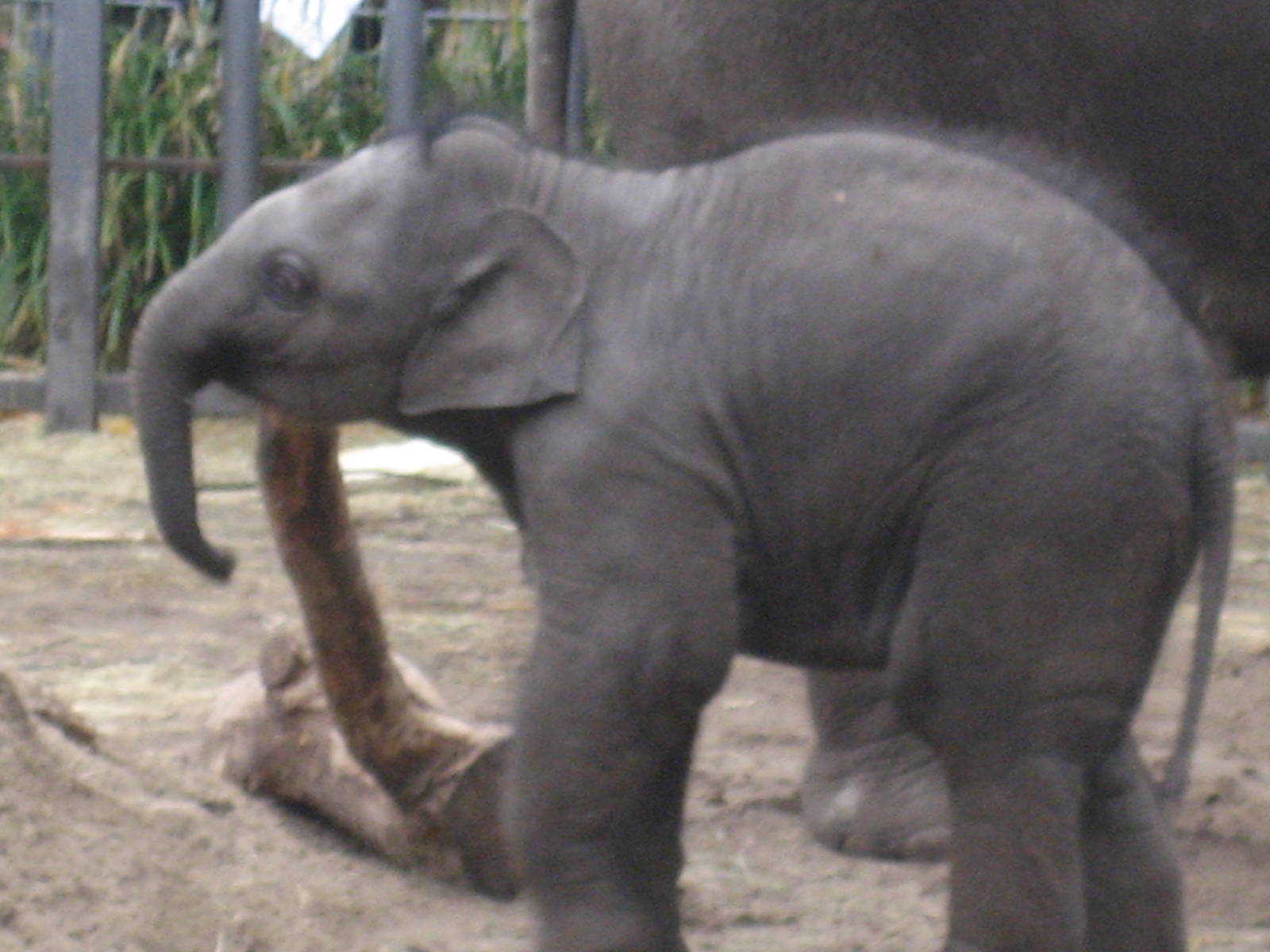 Artis Zoo - Baby elephant Mumba