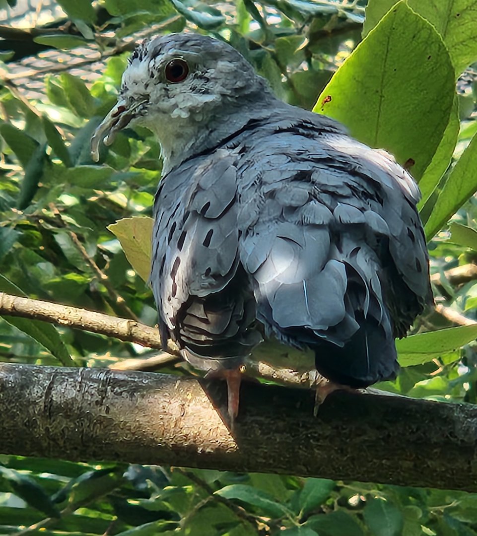 ARTIS Zoo - Bird ID (Blue Ground Dove?)