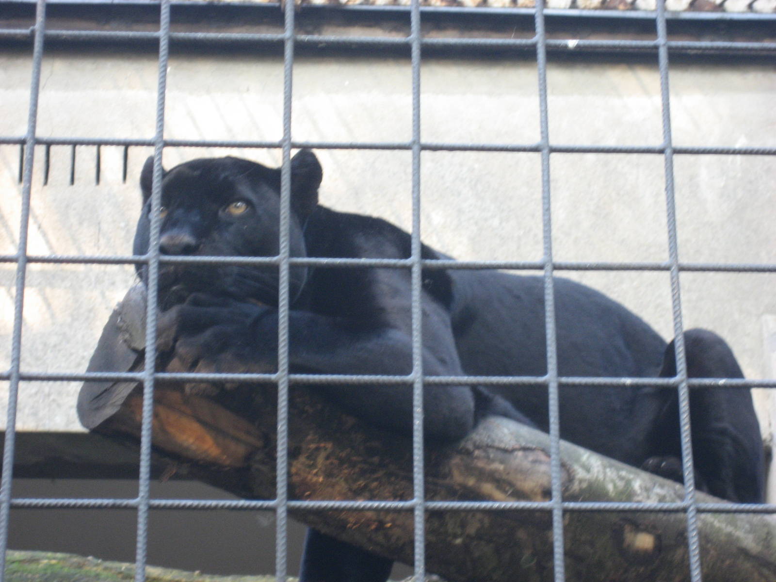 Artis Zoo - Black leopard